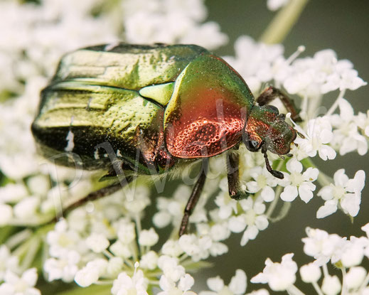Bild: Goldglänzender oder Gemeiner Rosenkäfer, Cetonia aurata, Wilde Möhre, Daucus carota, Doldenblütler, Cetoniinae, Blatthornkäfer, Scarabaeidae, Käfer, Coleoptera, Blüte