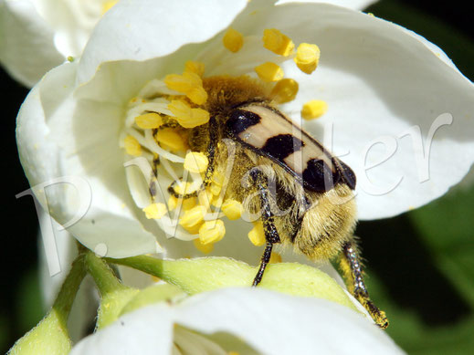 Bild: Gebänderter (?) Pinselkäfer, Trichius cf. fasciatus, Blatthornkäfer, Scarabaeidae, Coleoptera, Käfer, Bauernjasmin, Europäischer Pfeifenstrauch, Philadelphus coronarius, Blüte