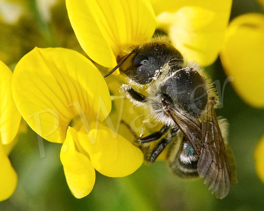 Bild: Stahlblaue Mauerbiene, Osmia caerulescens, am Hufeisenklee, Hippocrepis comosa, Schmetterlingsblütler, Hülsenfrüchtler, Fabaceae, Wildbiene