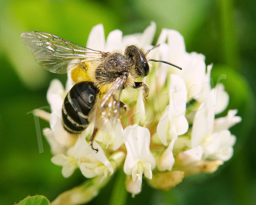 Bild: Gewöhnliche Bindensandbiene, Gemeine Sandbiene, Andrena flavipes, Weißklee, Trifolium repens, Hülsenfrüchtler, Fabaceae, Klee, Schmetterlingsblütler, Wildbiene, Erdbiene