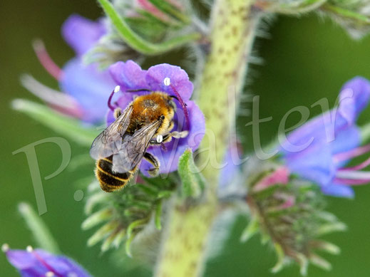 Bild: Männchen der Natternkopf-Mauerbiene, Osmia adunca, am Natternkopf, wo sonst ?!