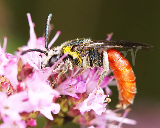 Bild: Riesen-Blutbiene, Große Blutbiene, Sphecodes albilabris, Echter Dost, Oregano, Origanum vulgarem Lippenblütler, Wildbiene, Kuckucksbiene, Buckelbiene