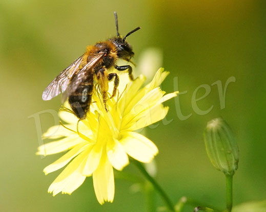 Bild: Zweifarbige Sandbiene, Andrena bicolor, miningbee, Wildbiene, Wildbienen, wildbee, Rainkohl, Lapsana communis, Korbblütler, Asteracea