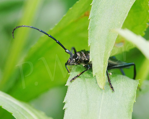 Bild: Moschusbock, Moschusbockkäfer, Aromia moschata, Männchen, musk beetle, Bockkäfer, Käfer, bug, beetle, Coleoptera, Cerambycidae