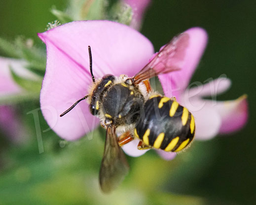 Bild: Garten-Wollbiene, Weibchen, Anthidium manicatum, Wildbiene, Dornige Hauhechel, Ononis spinosa, Schmetterlingsblütler, Faboideae, Hülsenfrüchtler, Fabaceae, Blüte, Nektar, Pollen