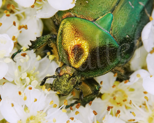 Bild: Goldglänzender oder Gemeiner Rosenkäfer, Cetonia aurata, an den Blüten des Feuerdorn, Blatthornkäfer, Scarabaeidae, Green Rose Chafer