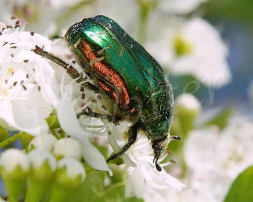 Bild: Goldglänzender oder Gemeiner Rosenkäfer, Cetonia aurata, Weißdorn, Crataegus, Cetoniinae, Blatthornkäfer, Scarabaeidae, Käfer, Coleoptera, Blüte