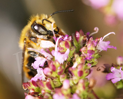 Bild: Männchen, Garten-Blattschneiderbiene, Totholz-Blattschneiderbiene, Megachile willughbiella, leafcutter bee, leaf cutting bee, Megachilidae, Wildbiene, wildbee, Oregano, Dost, Origanum vulgare, Lippenblütler, Lamiaceae