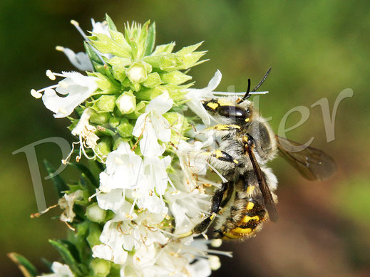 04.08.2019 : Garten-Wollbiene, Anthidium manicatum, Männchen am Weißen Ysop, Hyssopus officinalis 'Albus', Wildbiene, Bienenpflanze