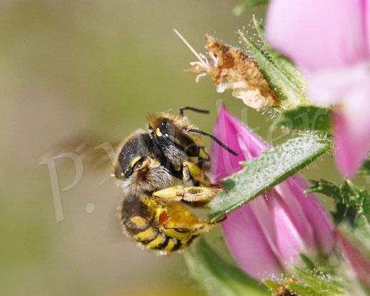 Bild: Garten-Wollbiene, Weibchen, Anthidium manicatum, Wildbiene, Dornige Hauhechel, Ononis spinosa, Schmetterlingsblütler, Faboideae, Hülsenfrüchtler, Fabaceae, Blüte, Nektar, Pollen