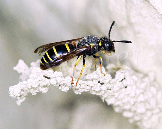 Bild: Gemeine Schornsteinwespe, Odynerus spinipes, Hautflügler, Faltenwespen, Hymenoptera, Steilwand, Löswand, Abbruchkante