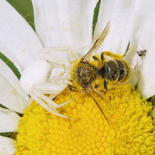 Bild: Veränderliche Krabbenspinne, Misumena vatia, Araneae, Thomisida, Spinnen, Beute, goldenrod crab spider