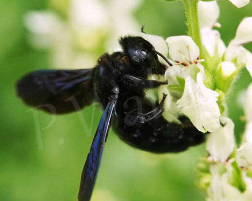 Bild: Blauschwarze Holzbiene, Große Holzbiene, Xylocopa violacea, Weibchen, Aufrechter Ziest, Stachys recta, Wildbiene, Lippenblütler, Lamiaceae, Apidae, Hymenoptera