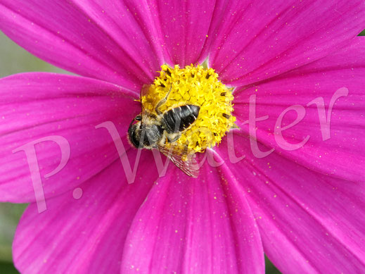 Bild: weibliche Blattschneiderbiene - eventuell die Buntfarbige BSB - auf einer Cosmeenblüte, Megachile cf. versicolor