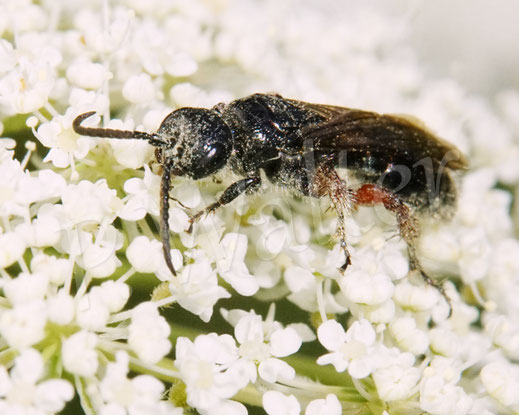 Bild: Gemeine Rollwespe, Tiphia cf. femorata, Wilde Möhre, Daucus carota subsp. carota, Doldenblütler, Apiaceae