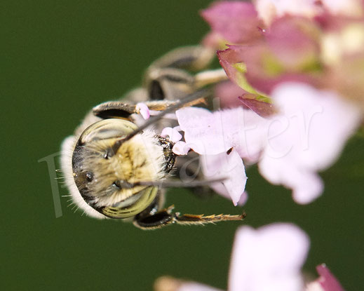 Bild: Luzerne-Blattschneiderbiene, Megachile rotundata, Männchen, Megachilidae, Wildbiene, Echter Dost, Oregano, Origanum vulgare, Blüte, Nektar, Pollen, Lippenblütler, Lamiaceae