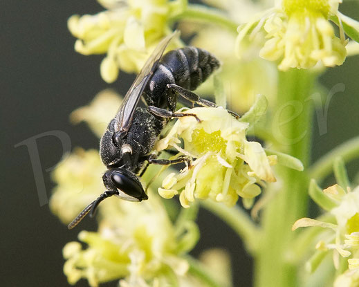 Bild: Reseden-Maskenbiene, Hylaeus signatus, Männchen an der Gelben Resede, Reseda lutea, Gelber Wau, Wildbiene