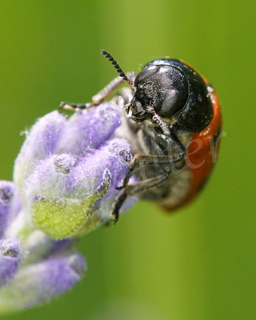 Bild: Roter Ameisen-Sackkäfer, Ameisen-Blattkäfer, Clytra laeviuscula, Blattkäfer, Chrysomelidae, Clytrinae, Lavendel, lavendula