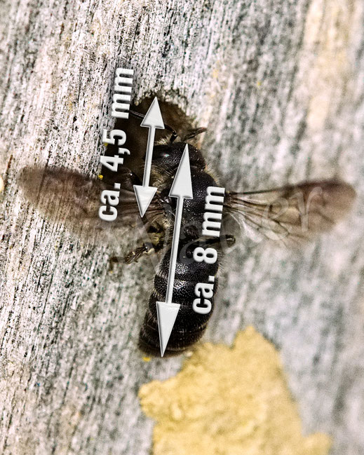 Text: Schwarzflügelige Düsterbiene, Stelis phaeoptera, Weibchen, Nistplatz einer Luzerne-Blattschneiderbiene, Megachile rotundata, an der Nistwand, Insektenhotel beehome beehotel Insektennisthilfe, Kuckucksbiene, cuckoo bee, Wildbiene, Bohrloch, Nistgang