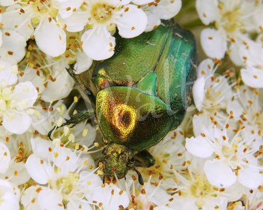 Bild: Goldglänzender oder Gemeiner Rosenkäfer, Cetonia aurata, an den Blüten des Feuerdorn, Blatthornkäfer, Scarabaeidae, Green Rose Chafer