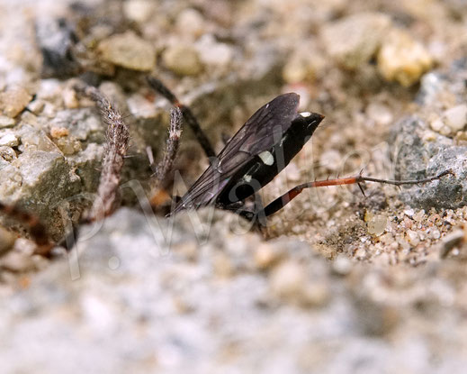 Bild: Rotbeinige Wegwespe, Episyron albonotatum, Pompilidae, Pompilinae, mit Radnetzspinne