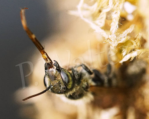 Bild: Stahlblaue Mauerbiene, Osmia caerulescens, Männchen, Wildbiene