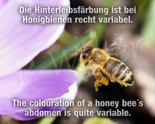 Bild: Honigbiene, honey bee, Apis mellifera, Bienenbestimmung