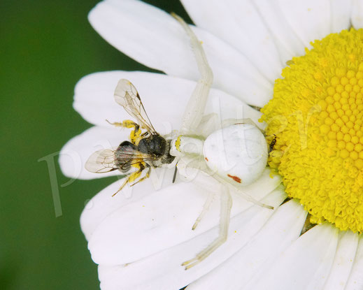 Bild: Veränderliche Krabbenspinne, Misumena vatia, Araneae, Thomisida, Spinnen, Beute, goldenrod crab spider, Wiesen-Margerite, Leucanthemum vulgare
