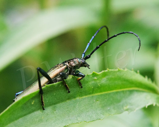 Bild: Moschusbock, Moschusbockkäfer, Aromia moschata, Männchen, musk beetle, Bockkäfer, Käfer, bug, beetle, Coleoptera, Cerambycidae