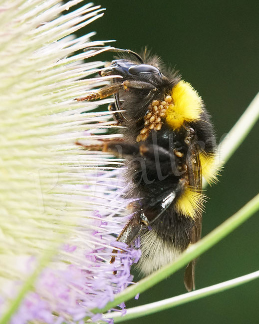 Bild: eine Gartenhummel, Bombus hortorum, oder eine Feldhummel, Bombus ruderatus, an der Wilden Karde, mächtig von Milben befallen, Dipsacus fullonum