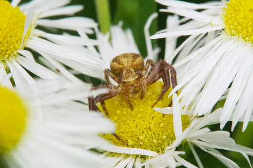 Bild: Krabbenspinne, Thomisidae, crab spider, Spinnentiere, Arachnida, Einjähriges Berufkraut, Erigeron annuus