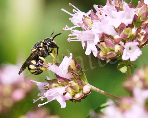 Bild: Gelbe Düsterbiene, Stelis signata, Kuckucksbiene, Wildbiene, Echter Dost, Oregano, Origanum vulgare, Lippenblütler