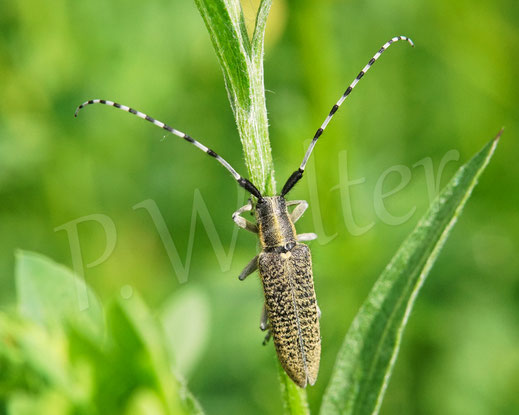 Bild: Scheckhorn-Distelbock, Nesselbock, Linienhalsiger Halmbock, Agapanthia villosoviridescens, Bockkäfer, Cerambycidae, Käfer, Coleoptera, Weberböcke, Lamiinae