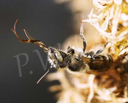 Bild: Stahlblaue Mauerbiene, Osmia caerulescens, Männchen, Wildbiene