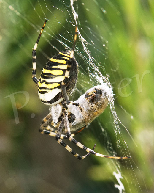 Bild: Wespenspinne mit Beute, Argiope bruennichi, Radnetz, wasp spider, Spinnennetz