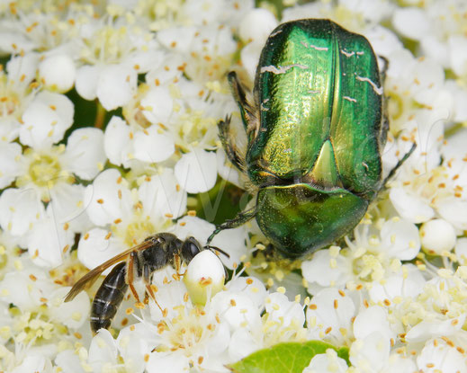 Bild: Gelbbeinige Kiel-Sandbiene, Goldbeinige Sandbiene, Andrena chrysosceles, Feuerdorn, Pyracantha, Wildbiene