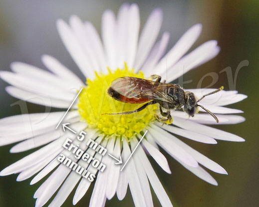 Bild: Blutbiene am Einjährigen Berufkraut, Sphecodes spec., Erigeron annuus, Feinstrahl, Buckelbiene