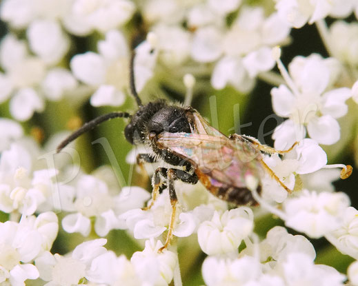 Bild: Blutbiene, Sphecodes spec., Männchen, Wilde Möhre, Daucus carota subsp. carota, Doldenblütler, Apiaceae, Wildbiene, wild bee, Kuckucksbiene, cuckoo bee