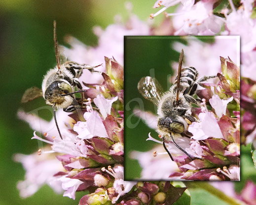 Bild: Luzerne-Blattschneiderbiene, Megachile rotundata, Männchen, Megachilidae, Wildbiene, Echter Dost, Oregano, Origanum vulgare, Blüte, Nektar, Pollen, Lippenblütler, Lamiaceae