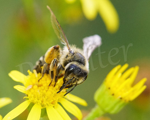 Bild: Gewöhnliche Bindensandbiene, Gemeine Sandbiene, Andrena flavipes, Weibchen, zweite Generation, Jakobskreuzkraut, Senecio jacobaea, Wildbiene, Blüte