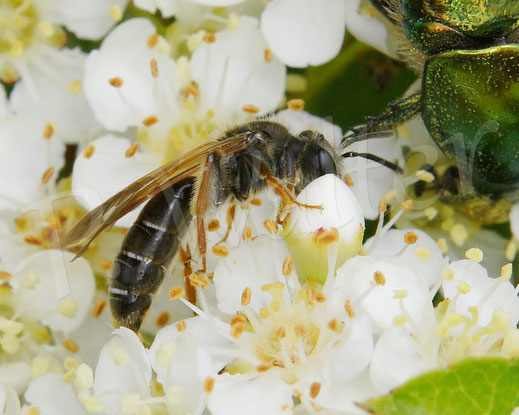 Bild: Gelbbeinige Kiel-Sandbiene, Goldbeinige Sandbiene, Andrena chrysosceles, Feuerdorn, Pyracantha, Wildbiene