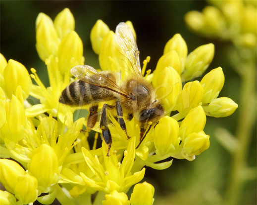 Bild: Honigbiene, Apis mellifera, Blüten der Felsen-Fetthenne, Sedum rupestre, Tripmadam