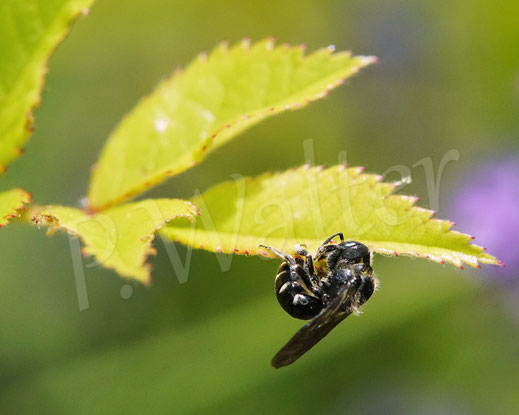 Bild: Schwarzspornige Stängel-Mauerbiene, Stängelbiene, Hoplitis leucomelana, Osmia leucomelana, Wildbiene, Pflanzenmörtel