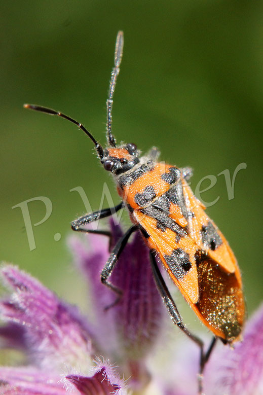 Bild : Zimtwanze, Corizus hyoscyami