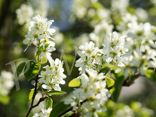 Bild: Blüten der Gemeinen Felsenbirne, Amelanchier ovalis, Amelanchier rotundifolia
