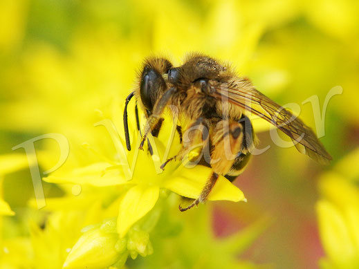 Bild: Sandbienenweibchen, Andrena spec., Scharfer Mauerpfeffer, Sedum acre, Scharfe Fetthenne, Dickblattgewächse, Crassulaceae