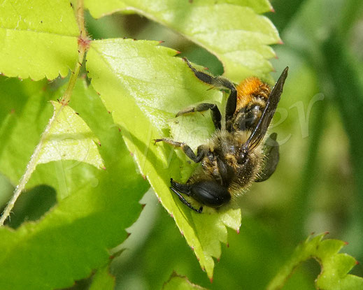 Bild: Weibchen, Buntfarbige Blattschneiderbiene, Megachile versicolor, Blatt, Wildrose, leafcutter bee, Megachilidae, Wildbiene, wildbee