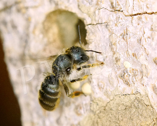 Bild : Schöterich-Mauerbiene, Weibchen, Osmia brevicornis, Wildbiene, oligolektisch