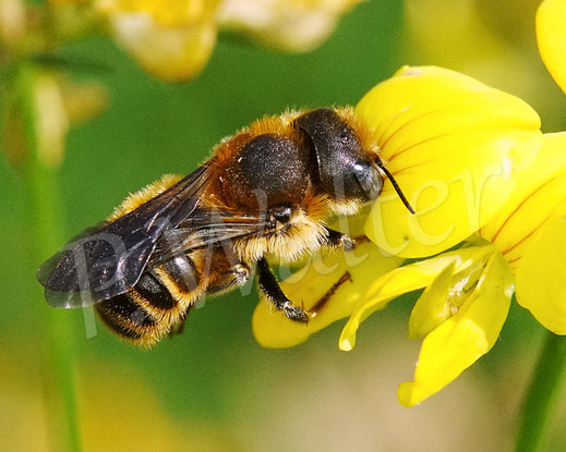Bild: Dreizahn-Stängelbiene, Hoplitis tridentata, Osmia tridentata, Weibchen am Hornklee, Lotus corniculatus, Schmetterlingsblütler, Fabaceae, Wildbiene