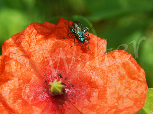 Bild: Blaugrüner Schenkelkäfer, Grüner Scheinbockkäfer, Oedemera nobilis, Männchen an einer Mohnblüte, Klatschmohn